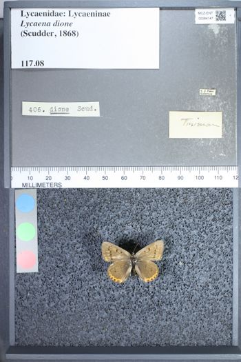 Media type: image;   Entomology 64147